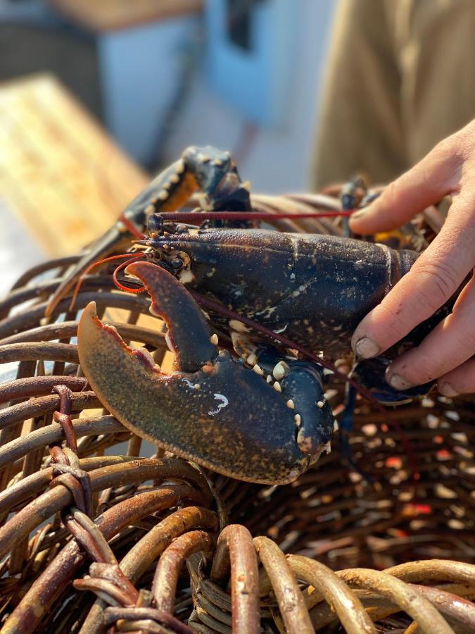 Lobster Pot Apartment With Stunning Harbour And Sea Views And Free Parking For One Car & Pet Friendly Brixham Eksteriør bilde